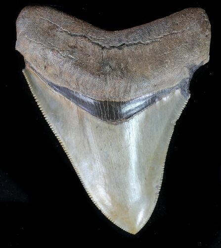 Serrated, Fossil Megalodon Tooth - Great Color #76554